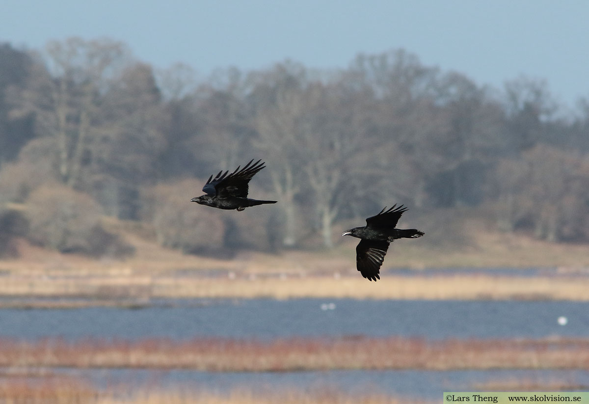 Korp, Corvus corax