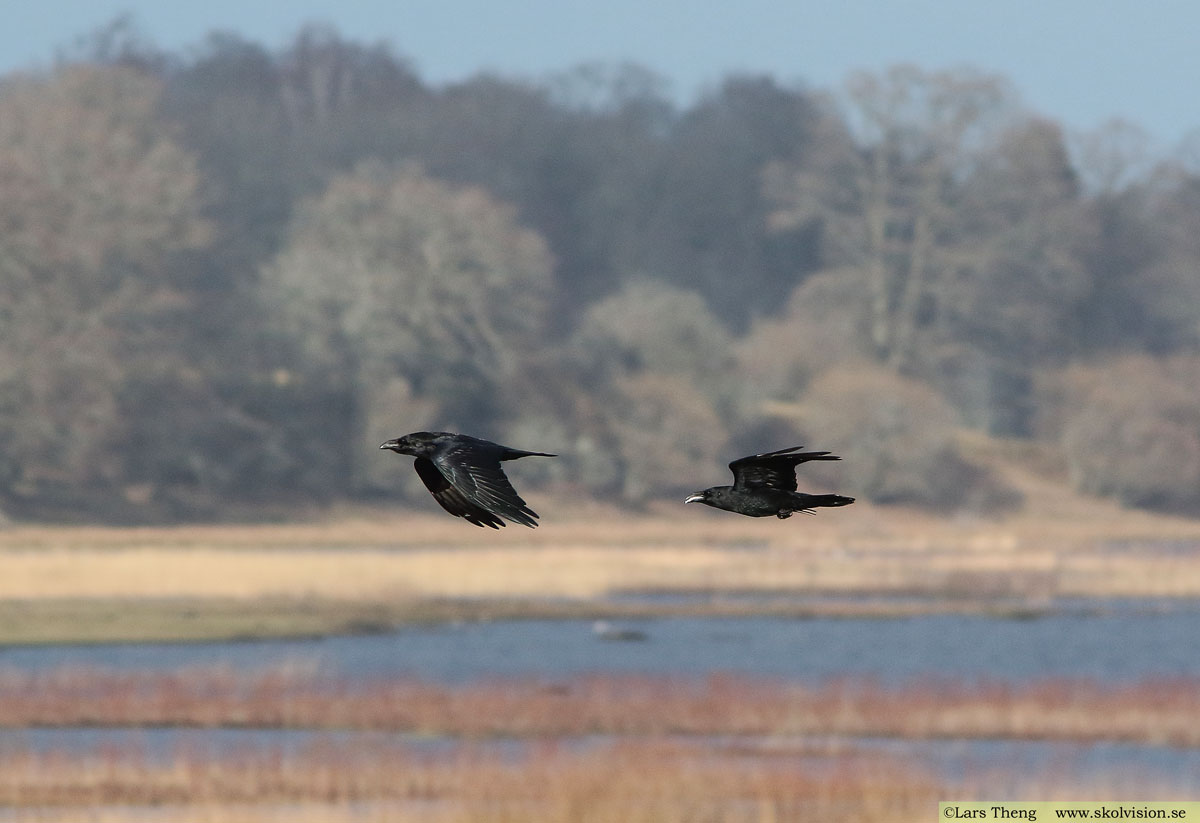 Korp, Corvus corax