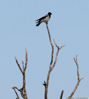 Kråka, Corvus corone