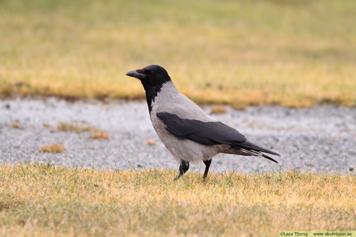 Korp, Corvus corax