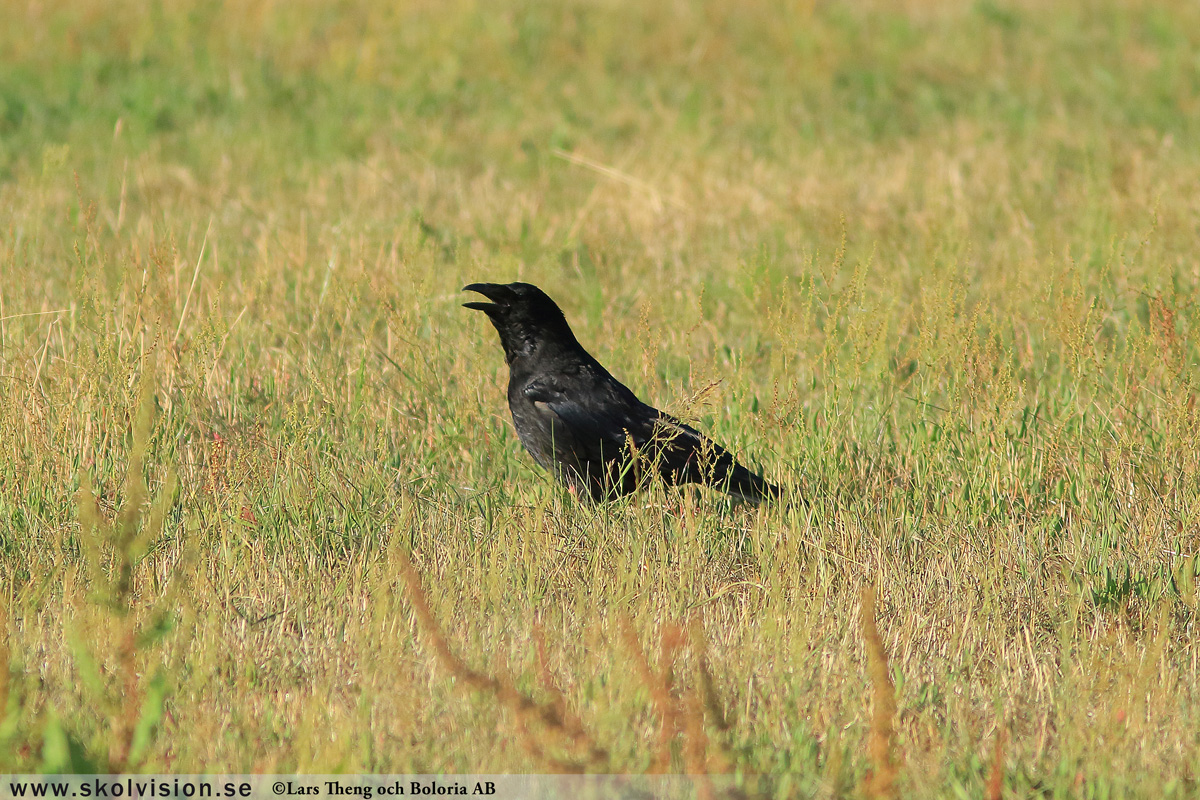 Korp, Corvus corax