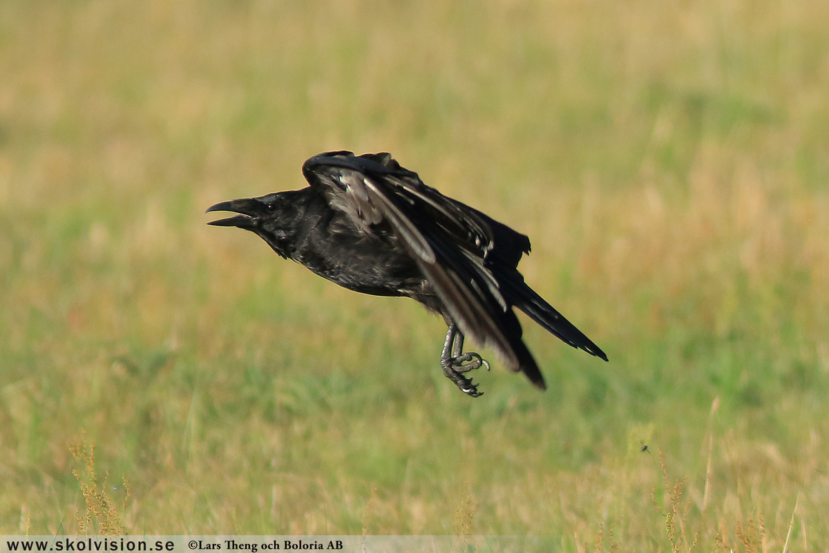 Korp, Corvus corax