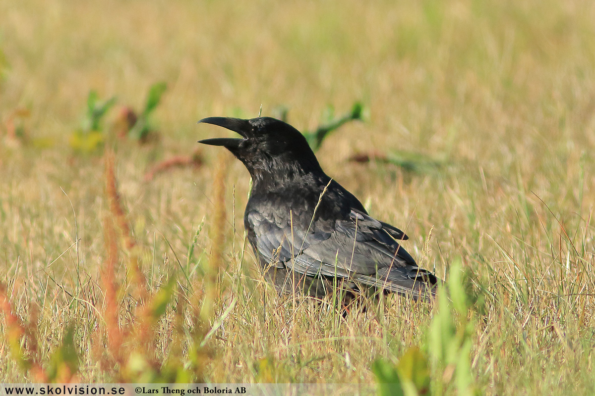 Korp, Corvus corax