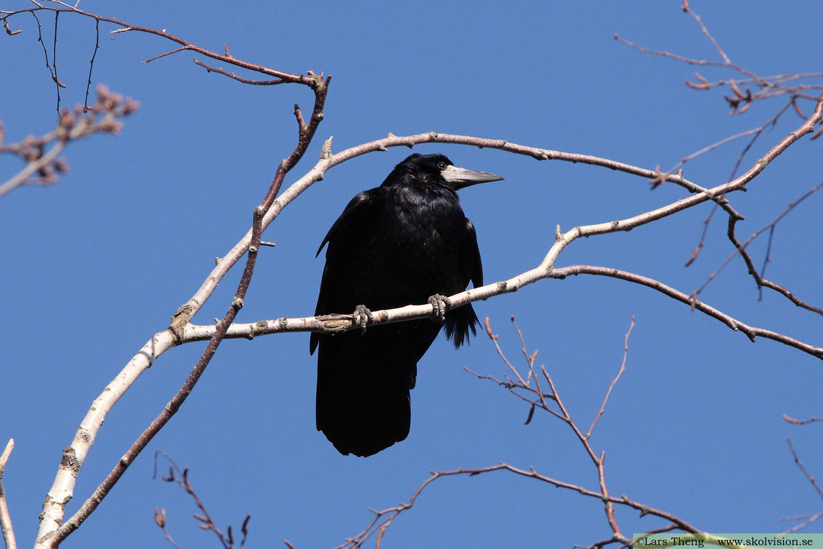 Korp, Corvus corax