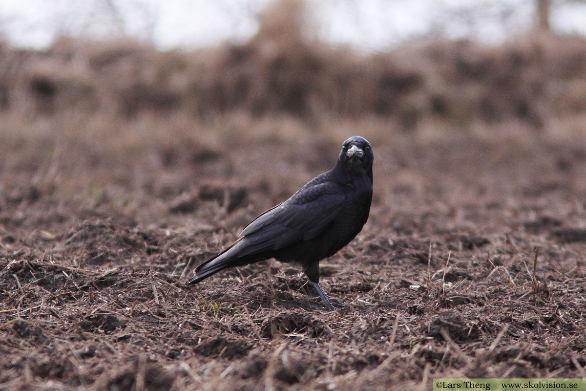 Korp, Corvus corax