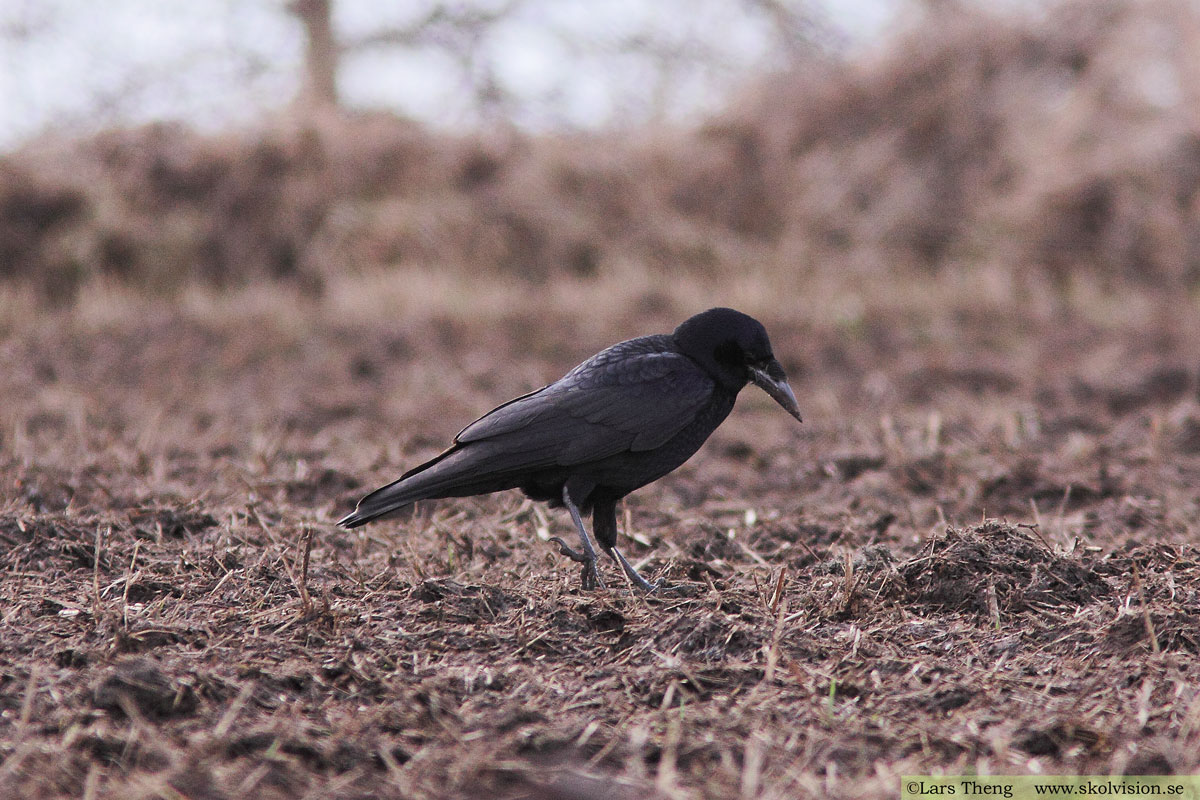 Korp, Corvus corax