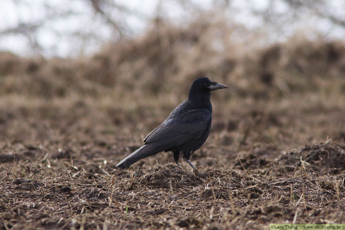 Korp, Corvus corax