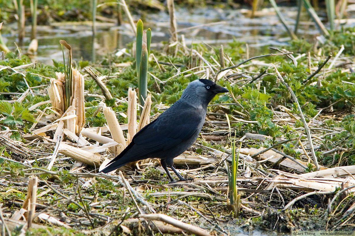 Kaja, Corvus monedula