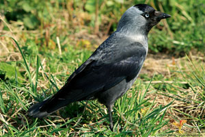 Kaja, Corvus monedula