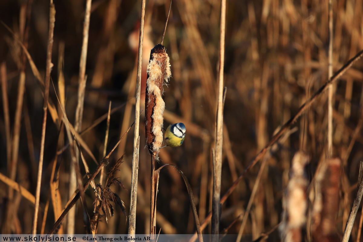 Pilfink, Passer montanus