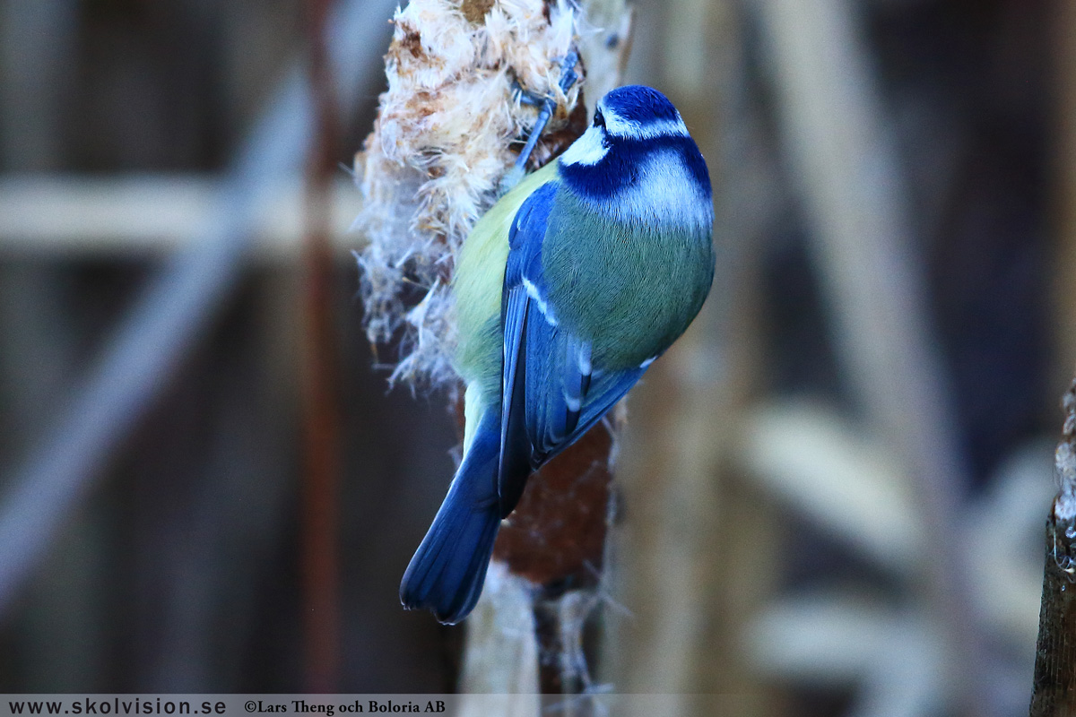 Pilfink, Passer montanus