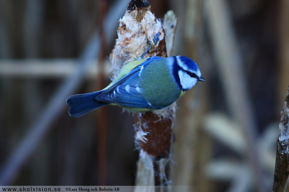 Pilfink, Passer montanus