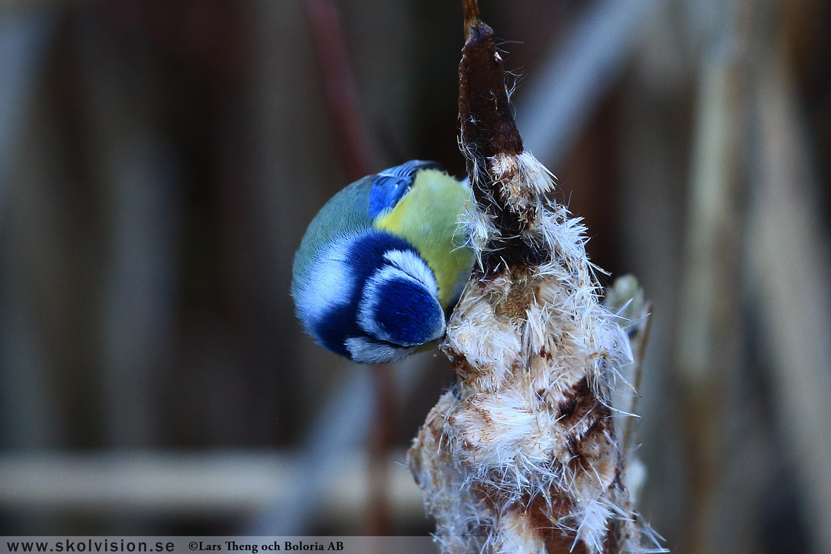 Pilfink, Passer montanus