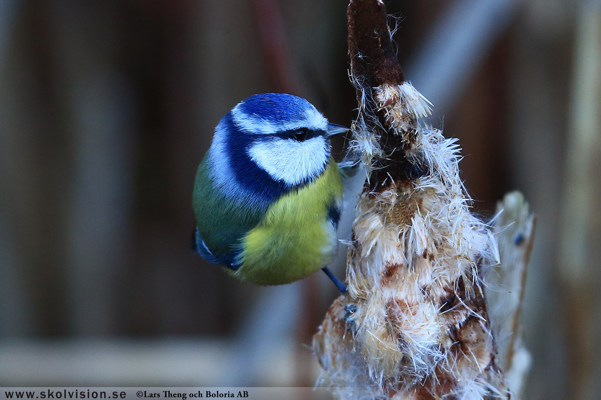 Pilfink, Passer montanus