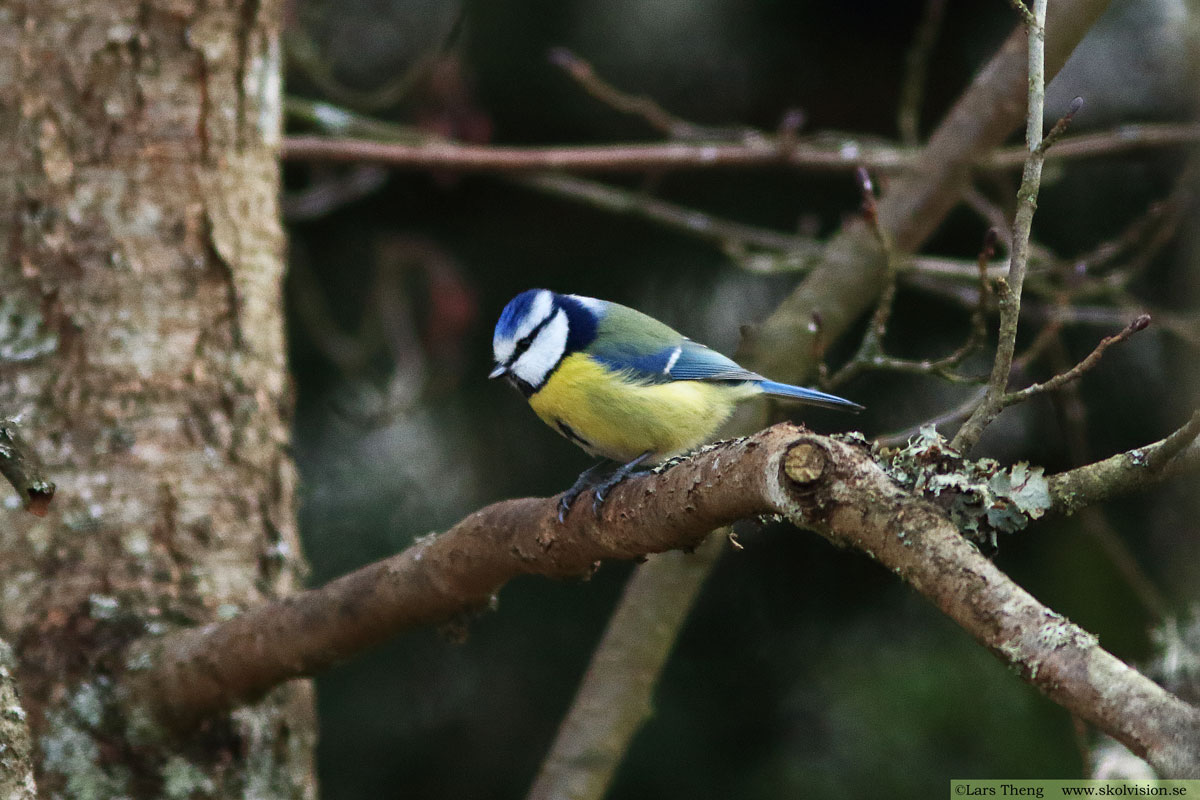 Pilfink, Passer montanus