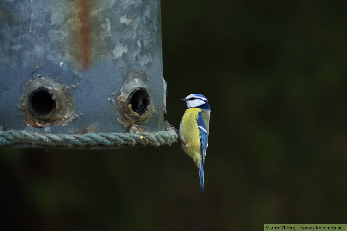 Pilfink, Passer montanus