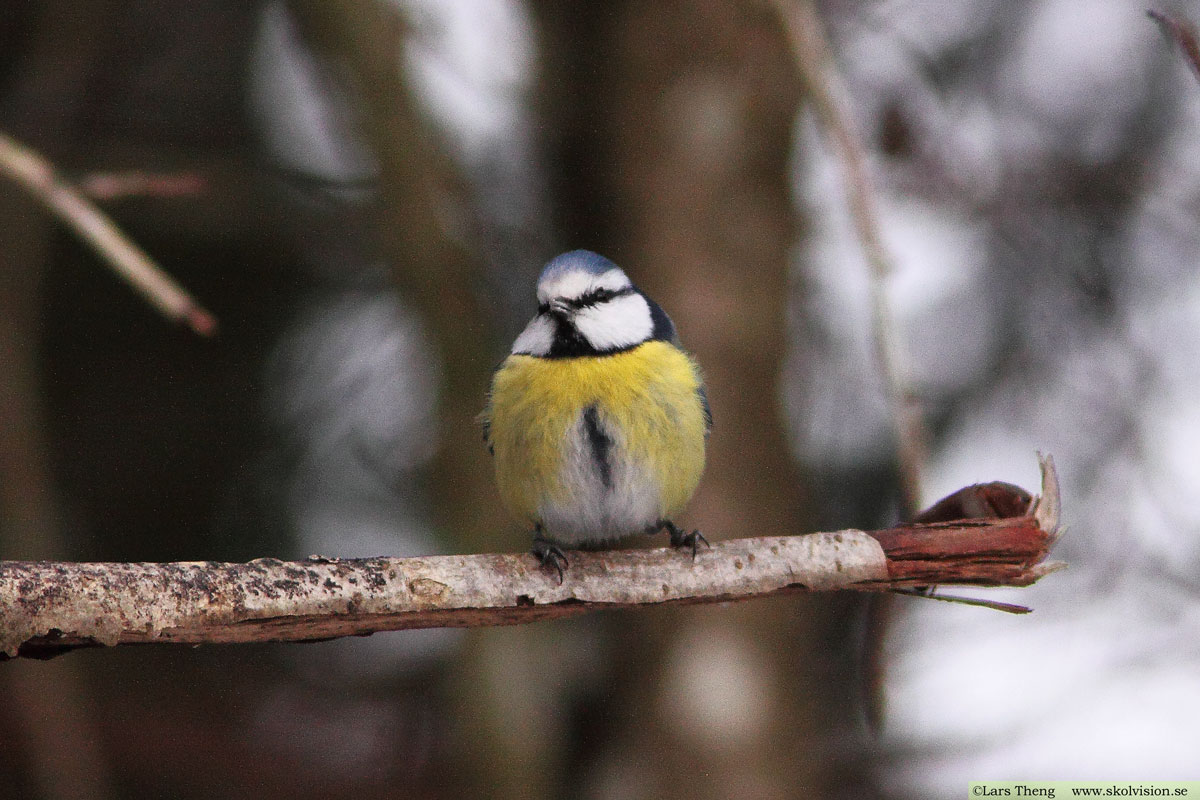 Pilfink, Passer montanus