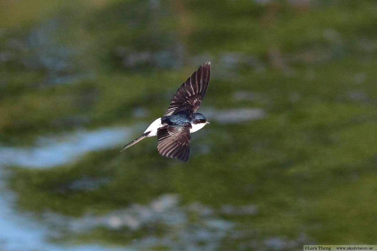 Hussvala, Delichon urbicum