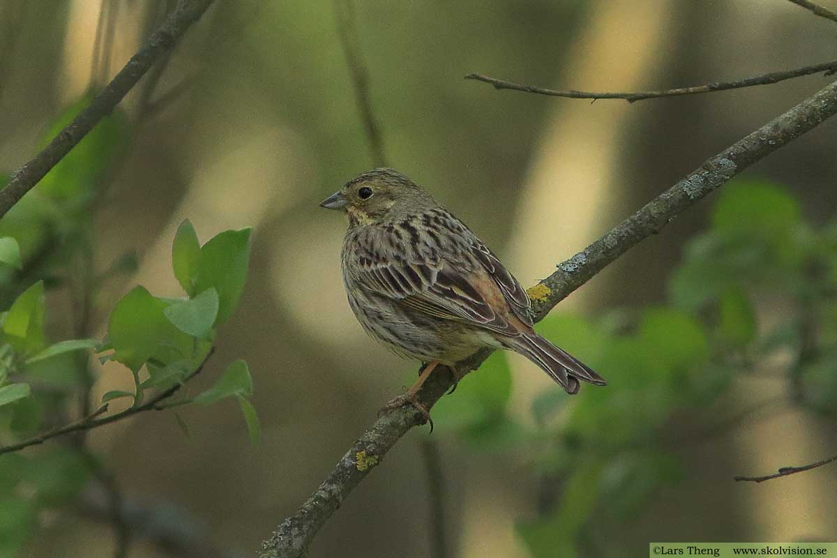 Gulsparv, Emberiza citrinella