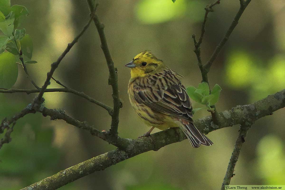 Gulsparv, Emberiza citrinella