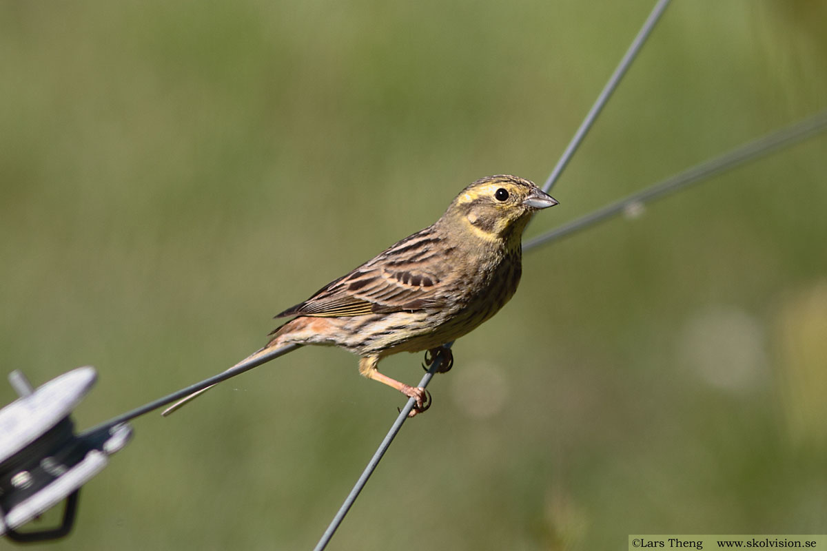 Gulsparv, Emberiza citrinella