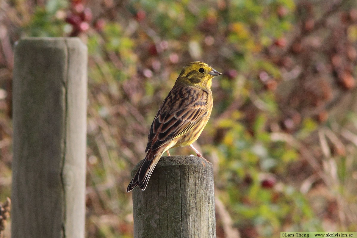 Gulsparv, Emberiza citrinella