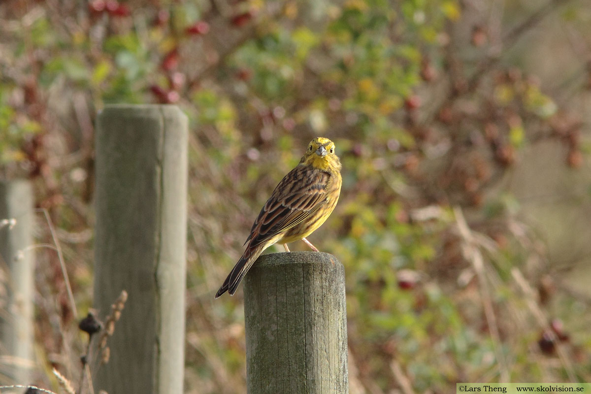 Gulsparv, Emberiza citrinella