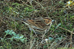 Dvärgsparv, Emberiza pusilla