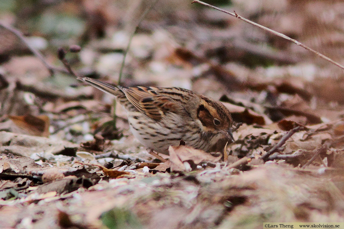 Dvärgsparv, Emberiza pusilla