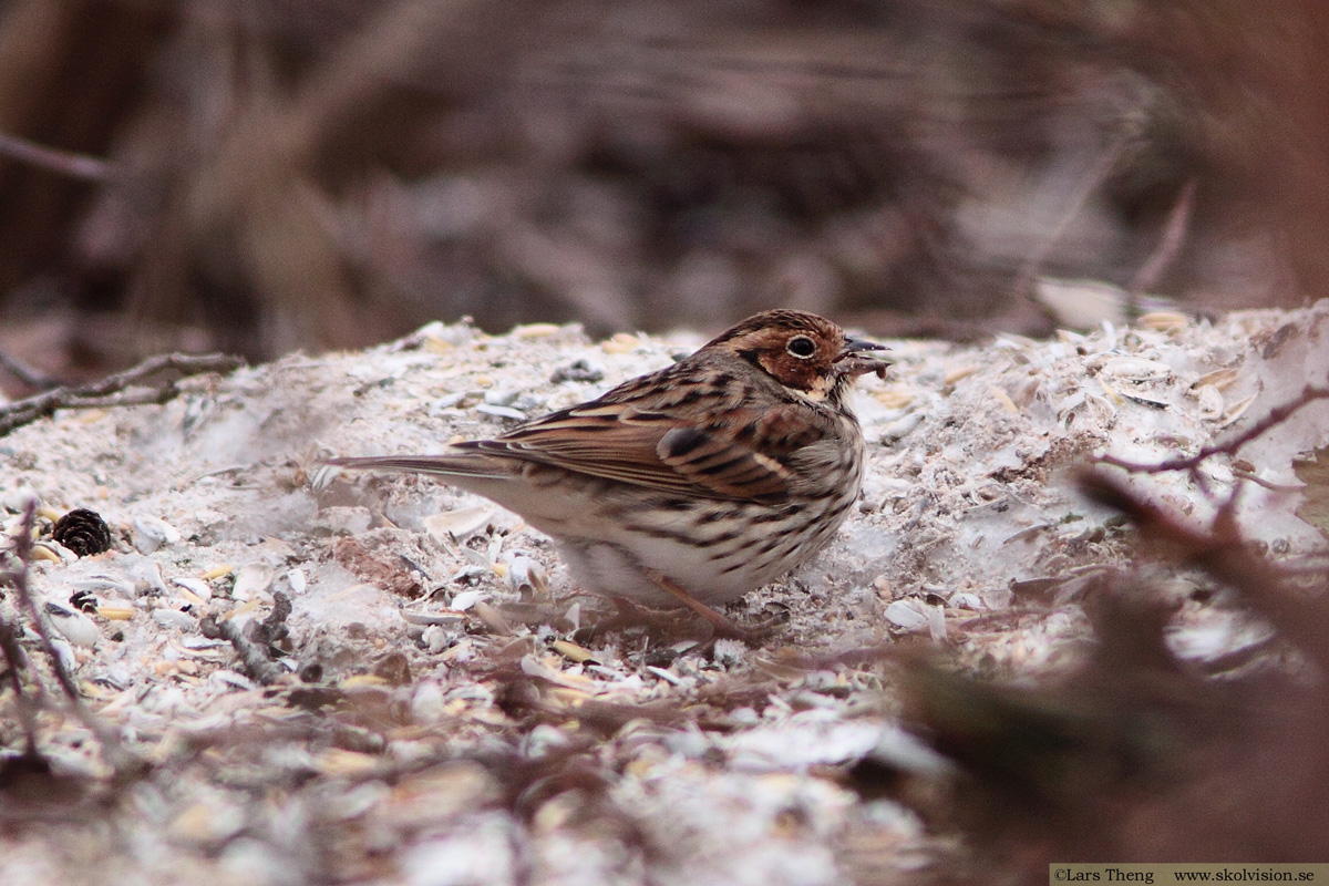 Dvärgsparv, Emberiza pusilla