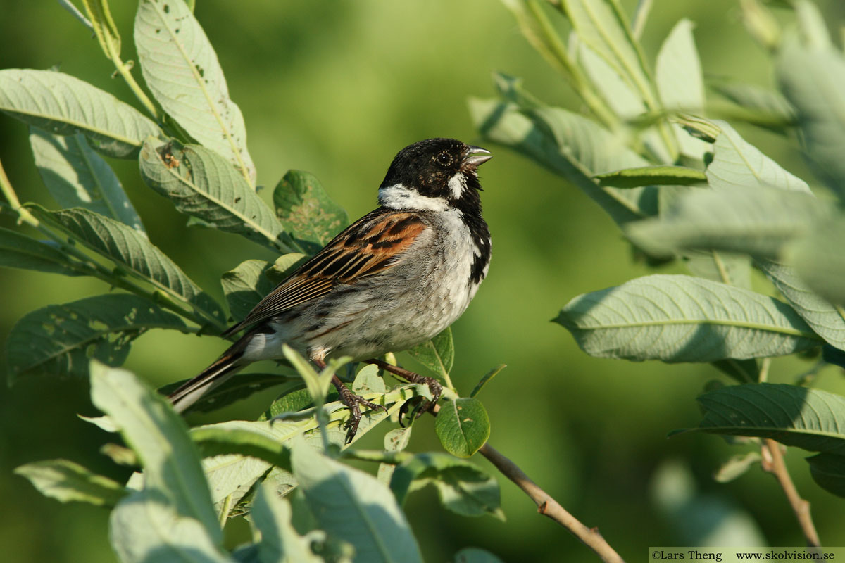 Sävsparv, Emberiza schoeniclus