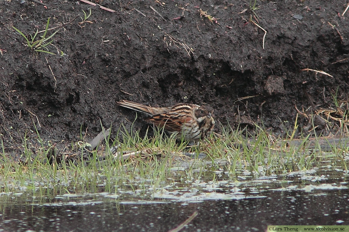 Sävsparv, Emberiza schoeniclus