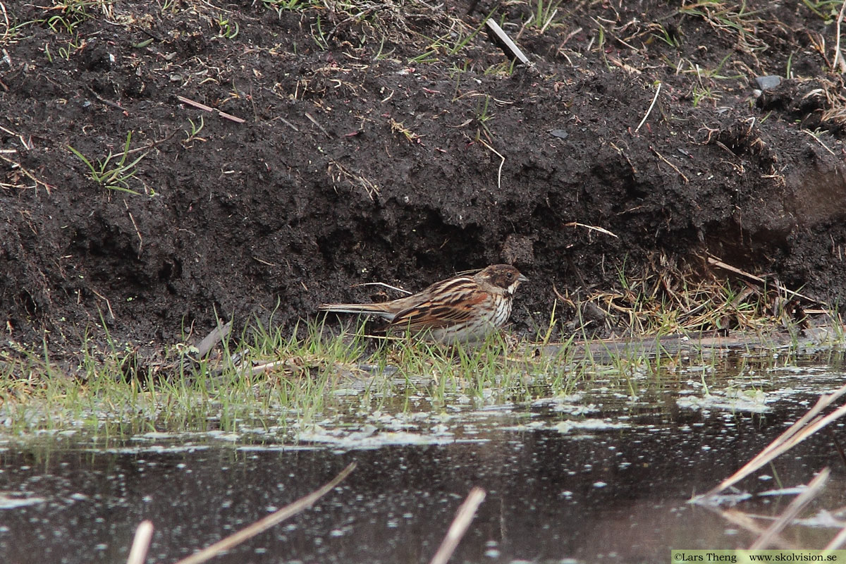 Sävsparv, Emberiza schoeniclus