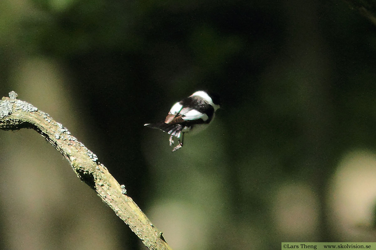 Halsbandsflugsnappare, Ficedula albicollis