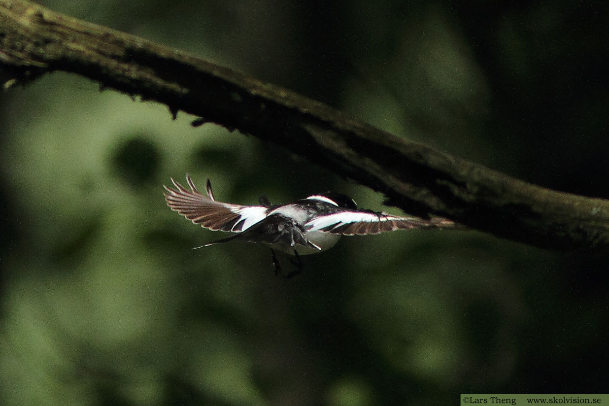 Halsbandsflugsnappare, Ficedula albicollis