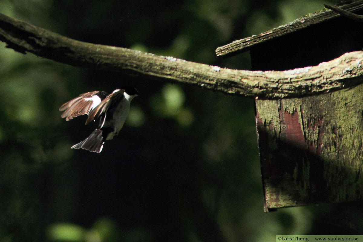 Halsbandsflugsnappare, Ficedula albicollis