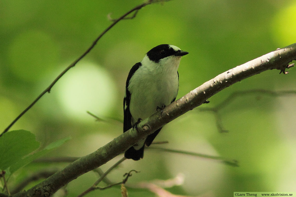 Halsbandsflugsnappare, Ficedula albicollis