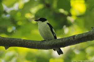 Halsbandsflugsnappare, Ficedula albicollis