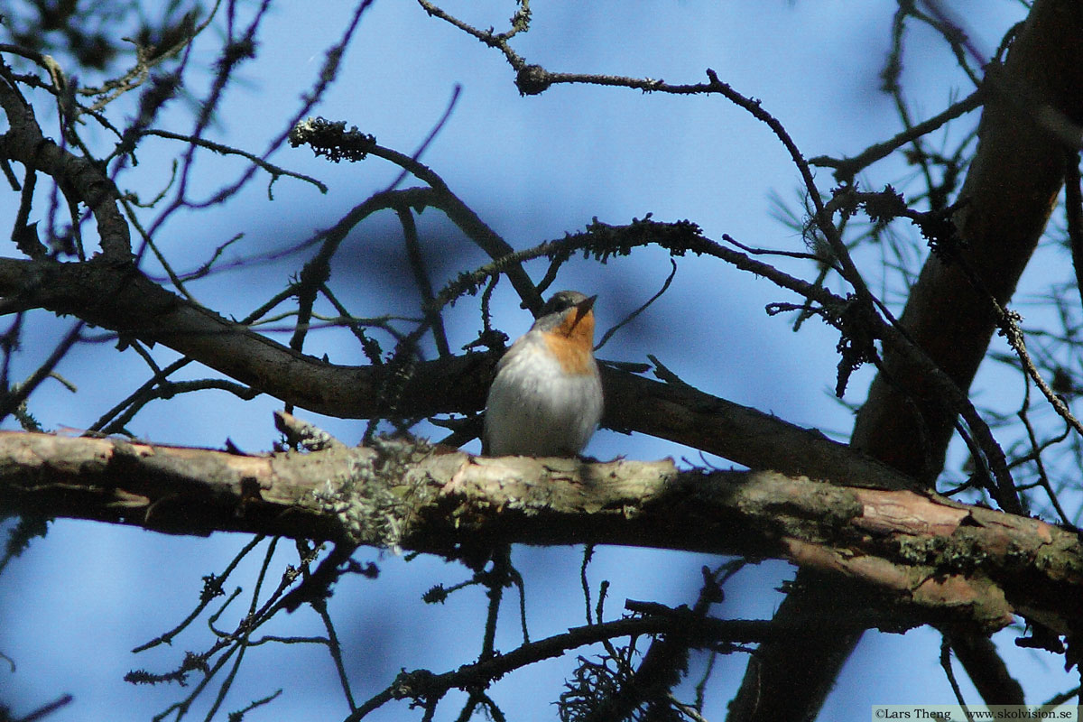 Mindre flugsnappare, Ficedula parva