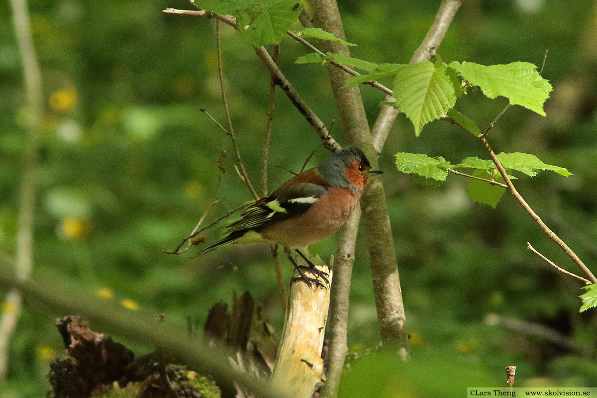 Bofink, Fringilla coelebs