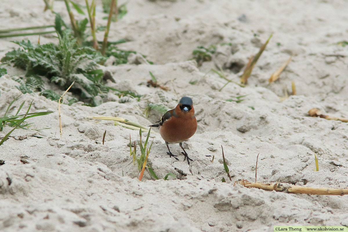 Bofink, Fringilla coelebs