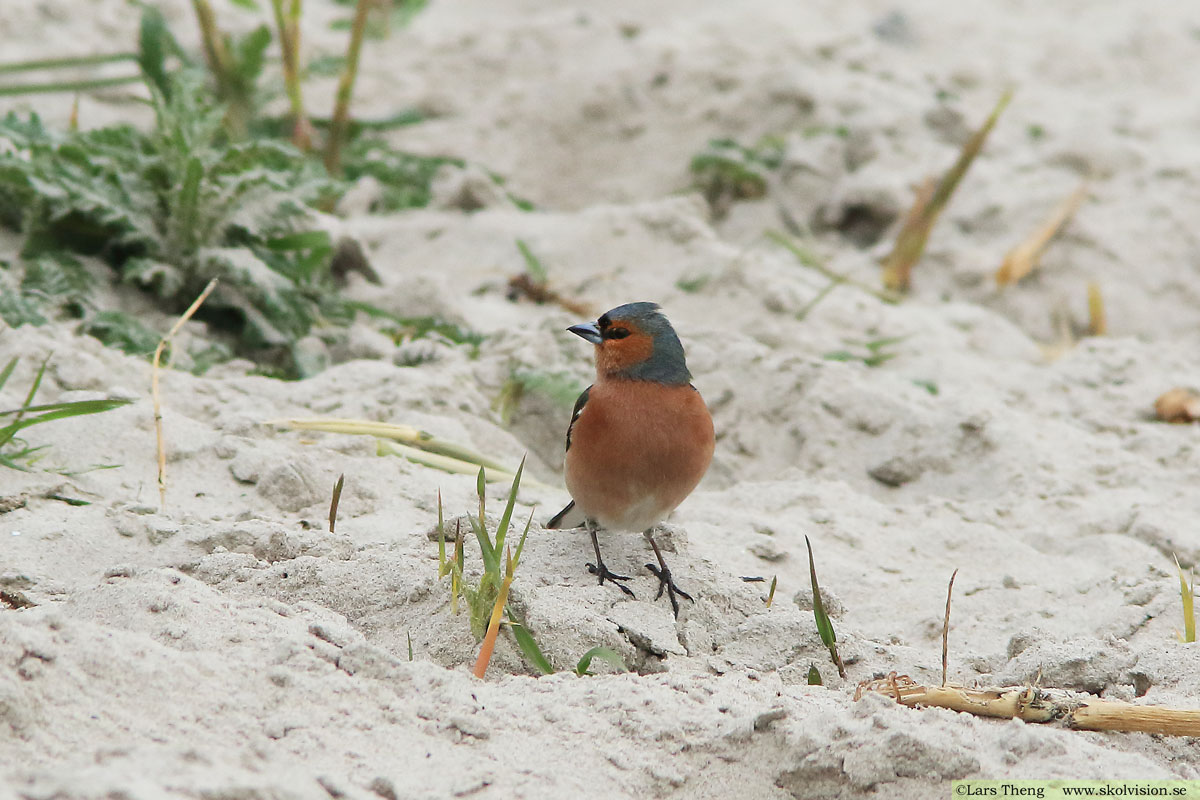 Bofink, Fringilla coelebs