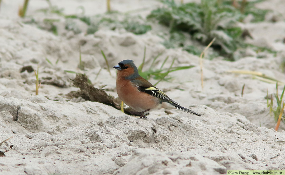 Bofink, Fringilla coelebs