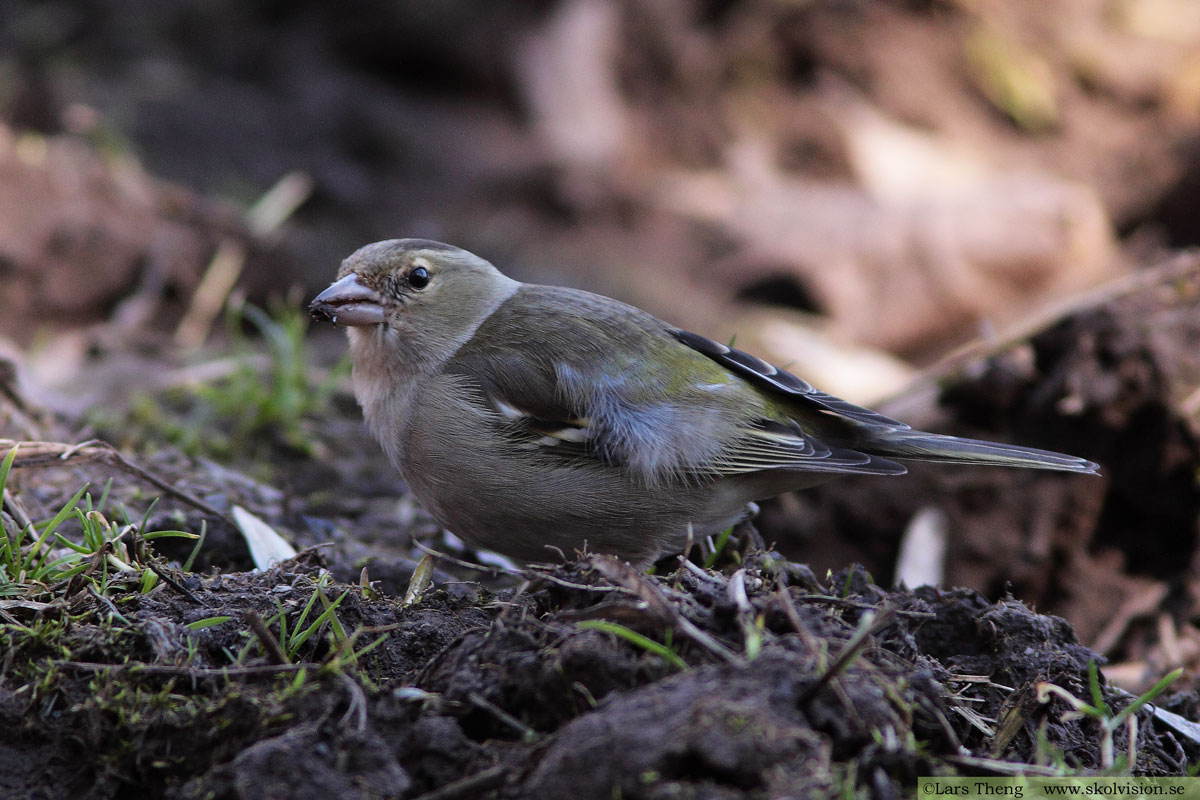 Bofink, Fringilla coelebs