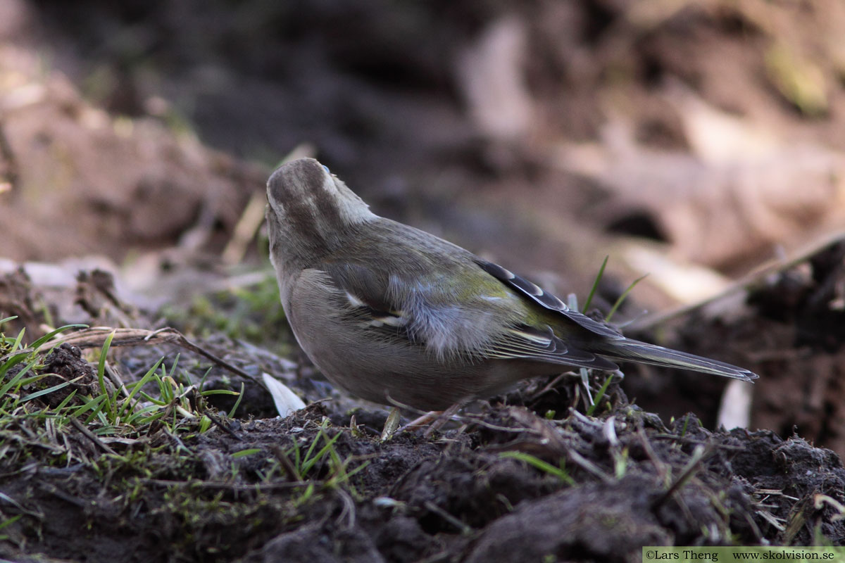 Bofink, Fringilla coelebs