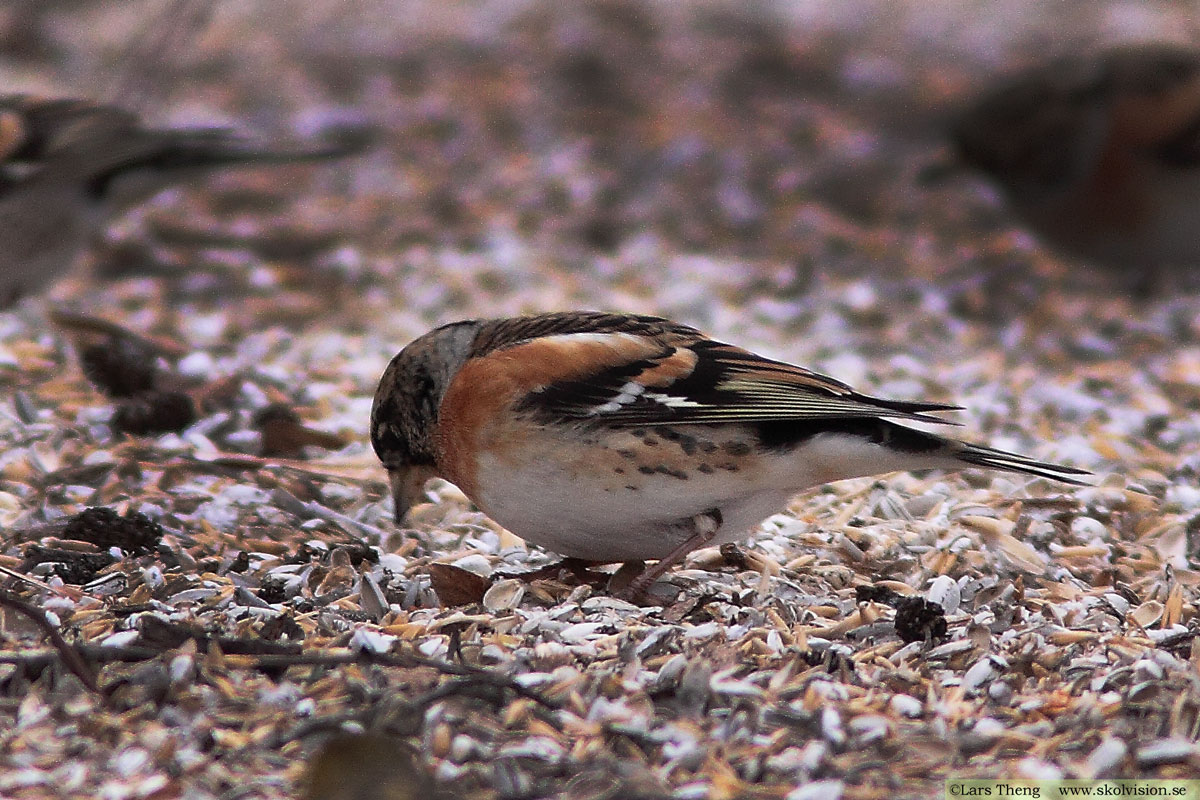 Bergfink, Fringilla montifringilla