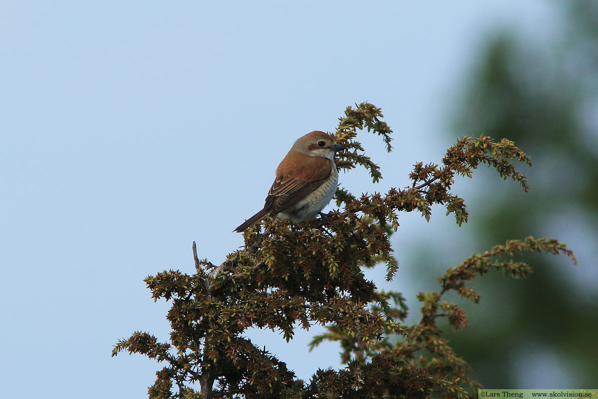 Törnskata, Lanius collurio 