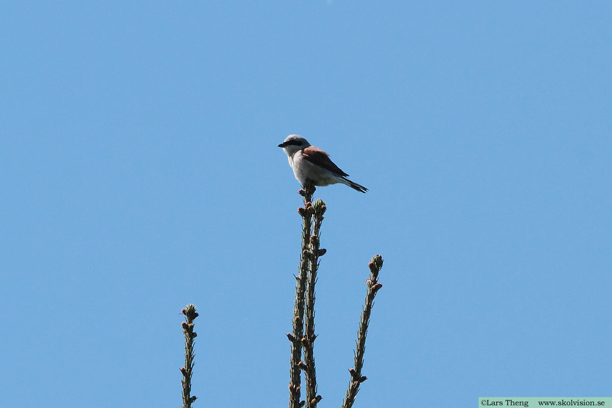 Törnskata, Lanius collurio 