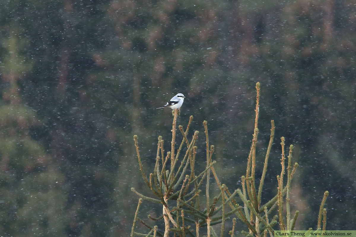 Varfågel, Lanius excubitor