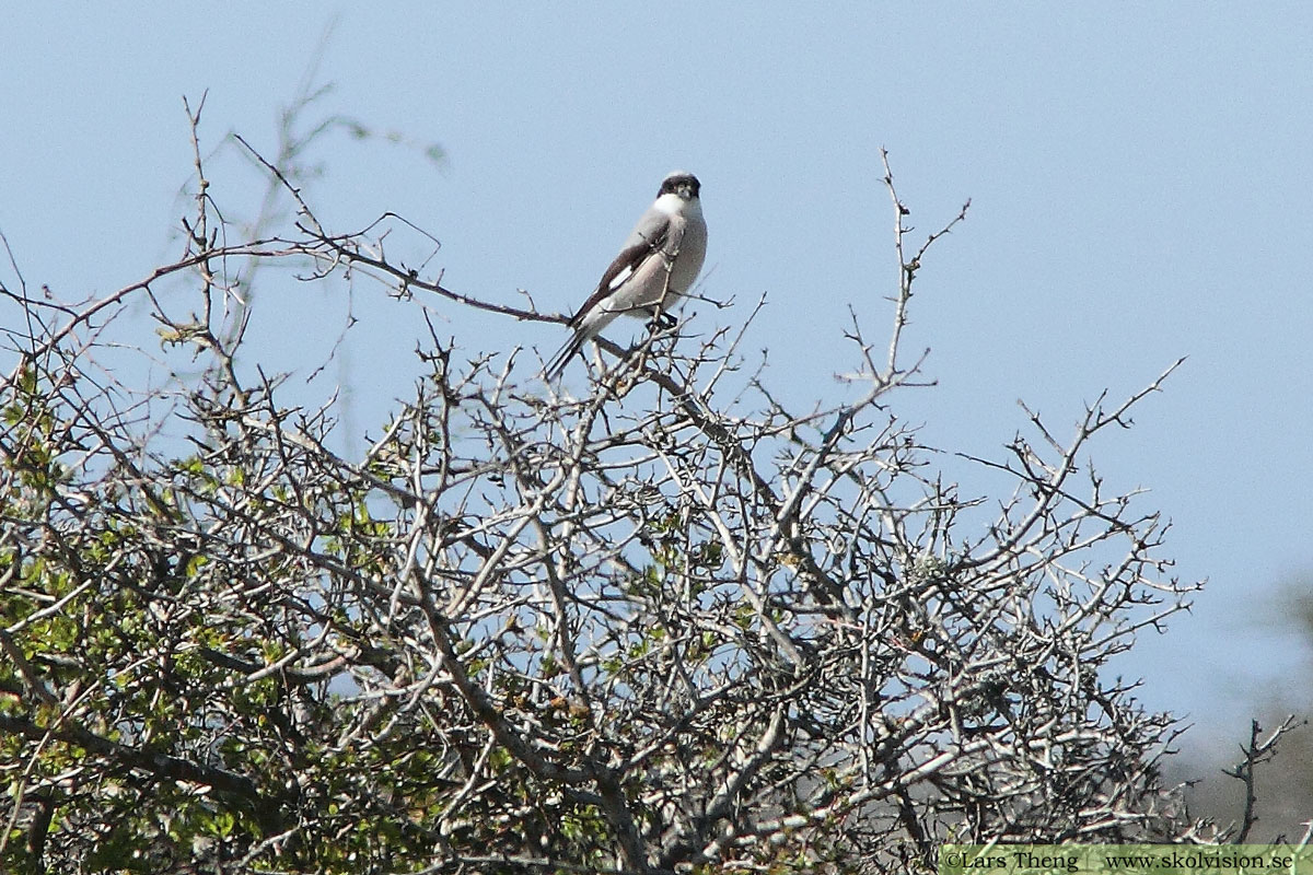 Varfågel, Lanius excubitor